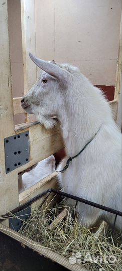 Козел зааненский на вязку (не продажа)