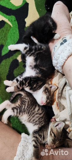 Котята только в добрые руки