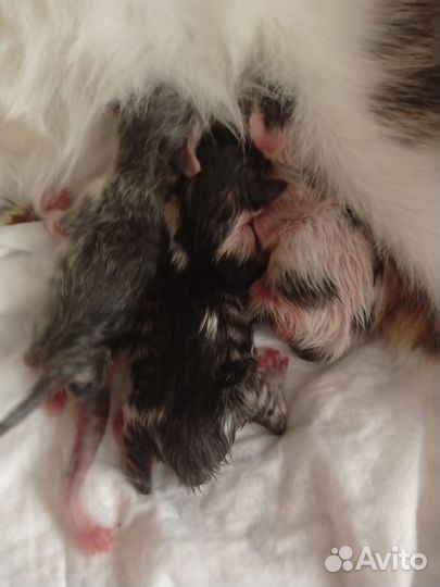 Отдам в добрые руки