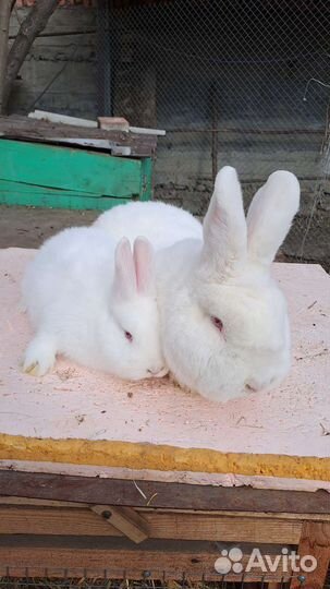 Кролики великаны