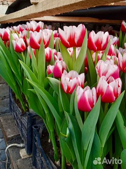 Тюльпаны к 8 марта оптом и в розницу