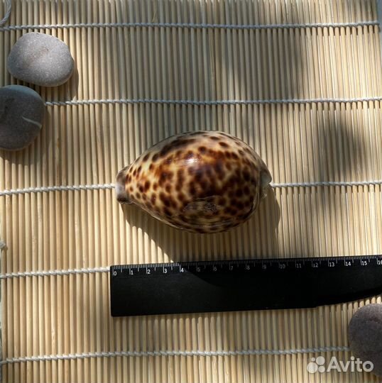 Морские ракушки