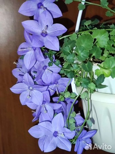 Кампанулла