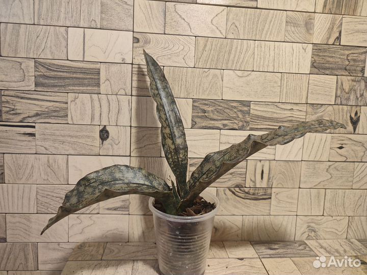 Сансевиерия copper tone