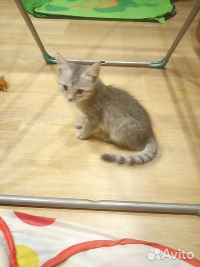 Котенок Бусинка