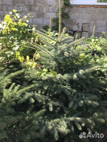 Голубые и зеленые ели