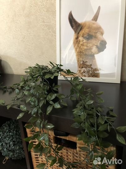 Интерьерные цветы