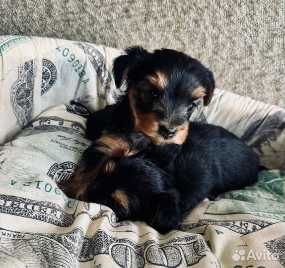 Йоркширский терьер щенки