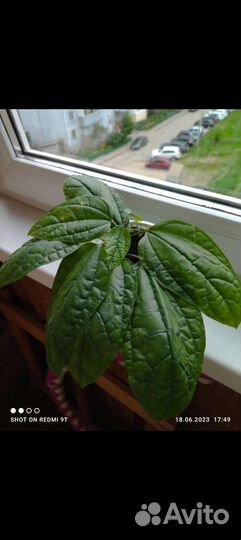 Клеродендрум Томпсон