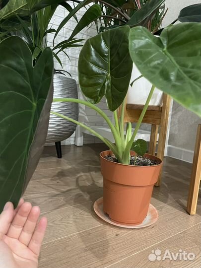 Алоказия венти