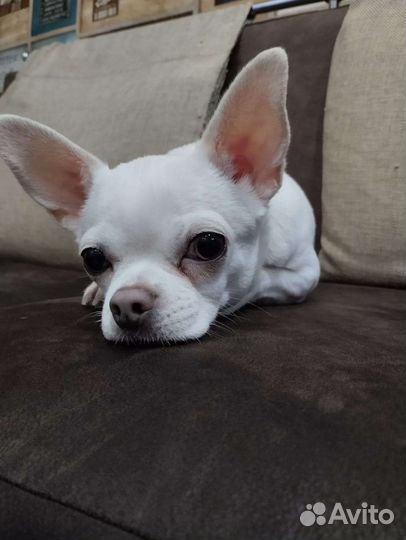 Щенки чихуахуа