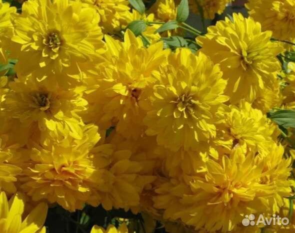 Вербенник, золотой шар, спаржа