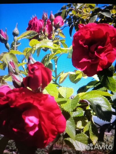 Роза плетистая