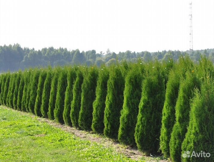 Туя колумна 2 м