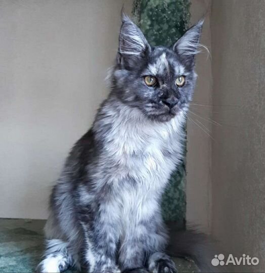 Кошечка мейн-кун