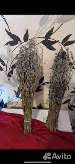 Лаванда сухоцвет