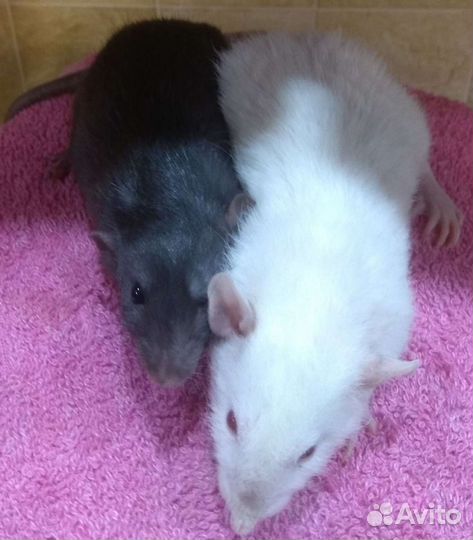 Малыши крысята Дамбо на подарки