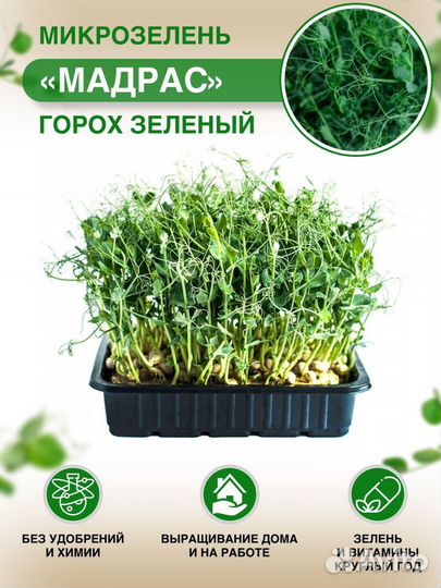 Микрозелень гороха