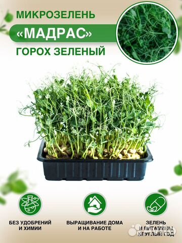 Микрозелень гороха