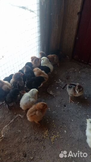 Цыплята суточные домашние