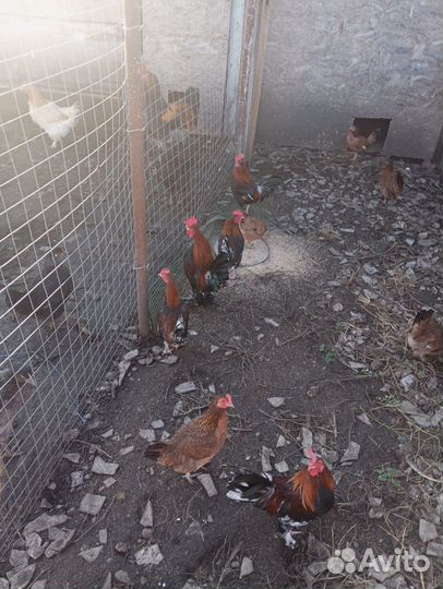 Карликовый петух