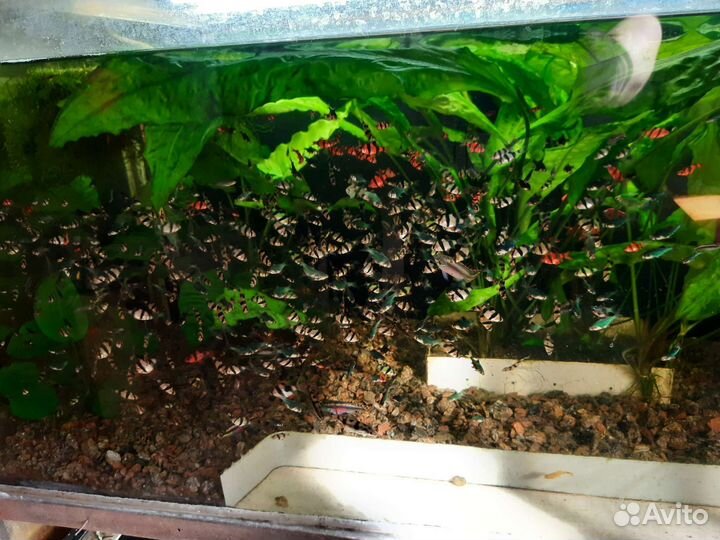 Аквариумные рыбки