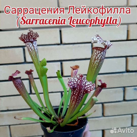 Саррацении