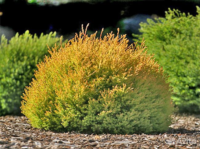 Саженцы Туя западная в ассортименте