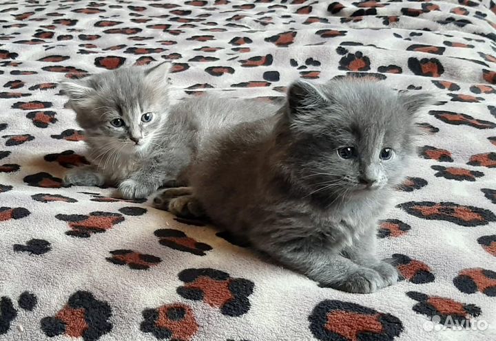 Отдам котят в добрые руки
