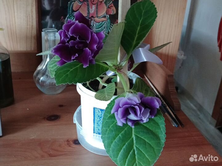 Глоксиния махровая