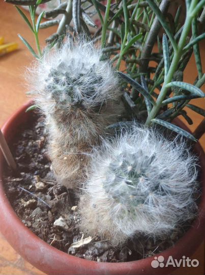 Кактусы и суккуленты