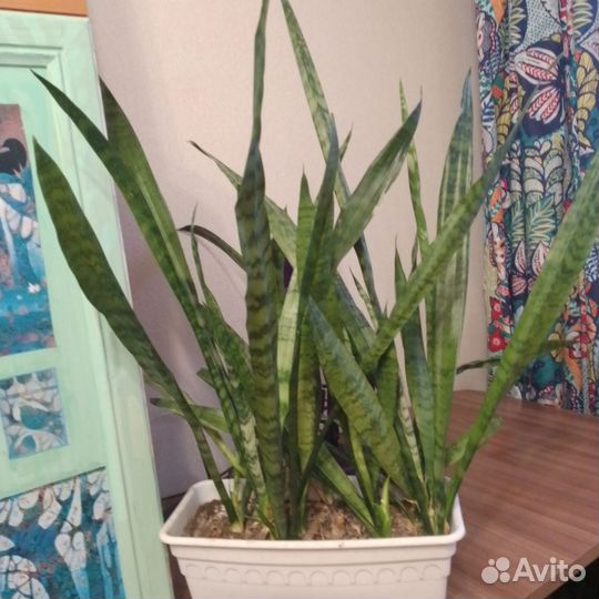 Сансевиерия