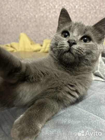 Котенок ищет дом