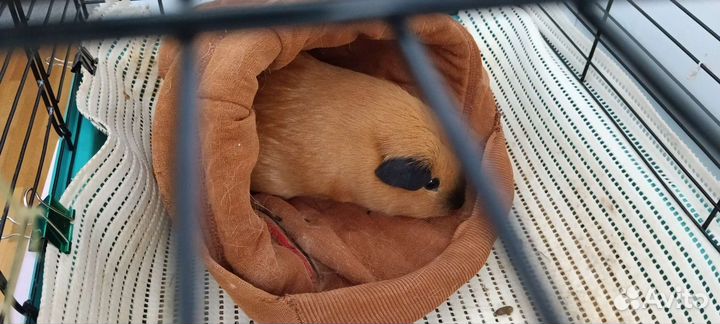 Передержка животных, грызунов, рептилий