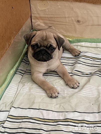 Щенки мопса