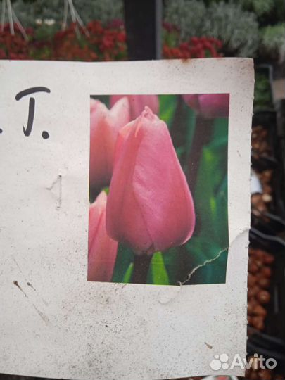 Луковицы тюльпанов