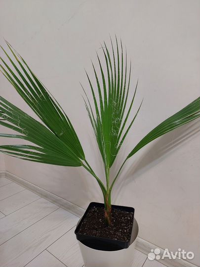 Пальма вашингтония