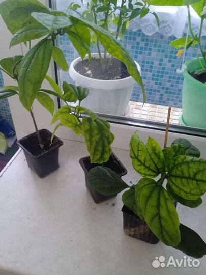 Клеродендрум