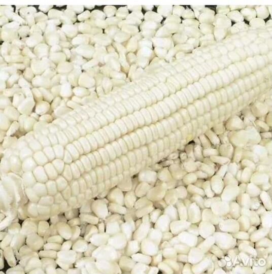 Кукуруза белая