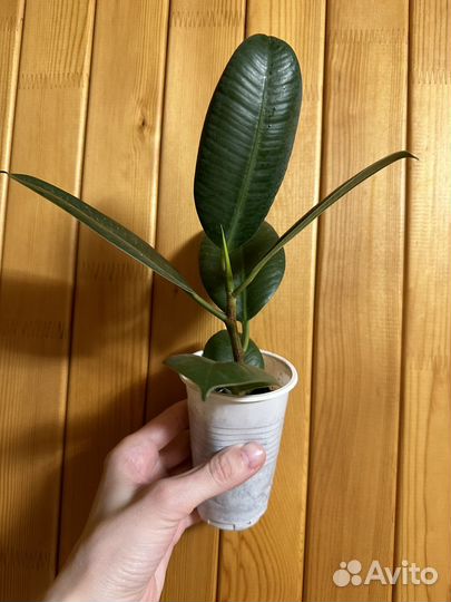 Хойя аустралис лиза, фикус, калатея, сингониум