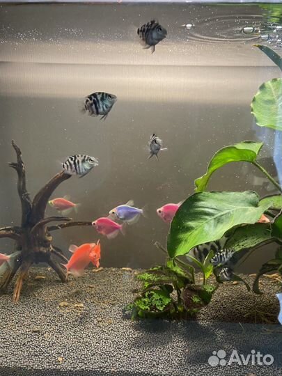 Рыбка сапфировый попугай