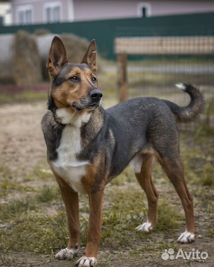 Красавец Бруно ищет дом и любящих хозяев