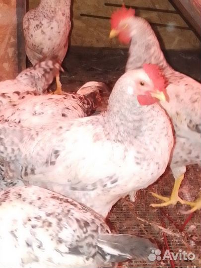 Молодые петушки