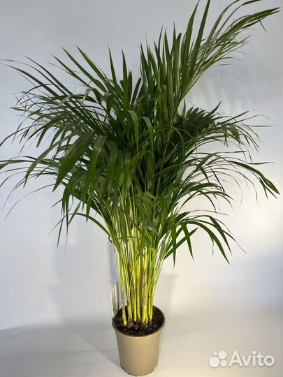 Арека Хризалидокарпус 19/110