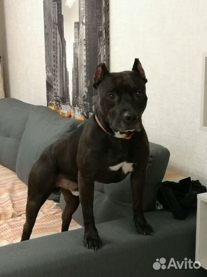 Вязка питбуль