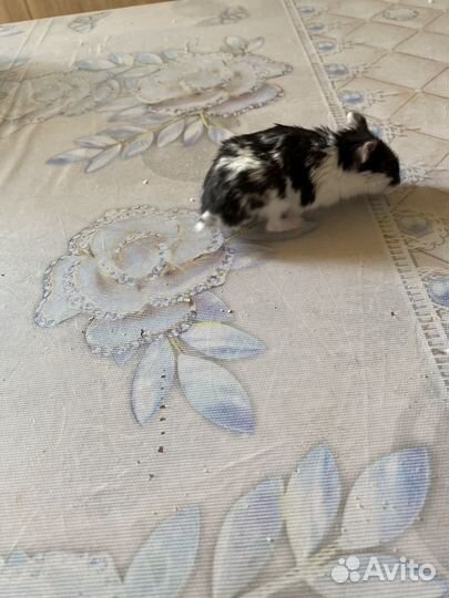 Хомячки с клеткой бесплатно