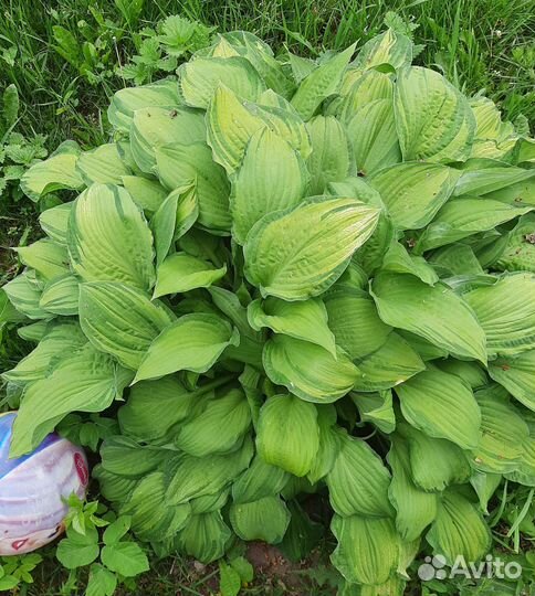 Хоста сортовая Альбопикта