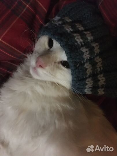 Ангорский котик в добрые руки или на кураторство