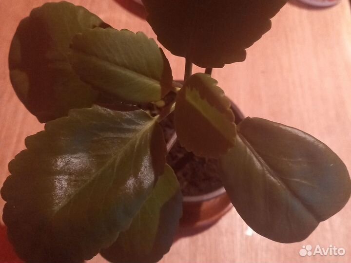 Лечебное каланхоэ перистое, домашний доктор