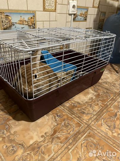 Кролик с клеткой